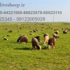 فروش گوسفند زنده