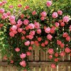 فروش انواع گل وگیاه