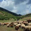 :: فروش گوشت ارگانیک گوسفند ( زنده و بسته بندی)