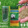 عرضه مستقیم انواع بذر گل و گیاه|بذر چمن09197443453