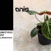 خرید گلدان پلاستیکی ارزان گلخانه ای با قیمت مناسب