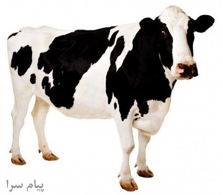 پرورش گاو شیری و تلیسه