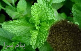 خرید و فروش سبزیجات خشک بدون واسطه