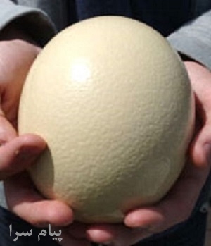 فروش تخم نطفه دارشترمرغ
