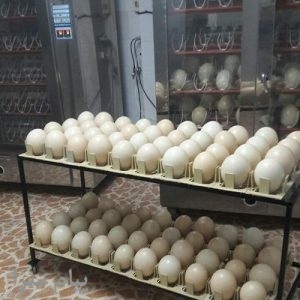 فروش تخم نطفه دار شتر مرغ