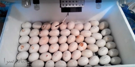 فروش تخم نطفه دار بوقلمون