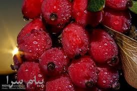 موسسه تحقیقاتی ایران نهال