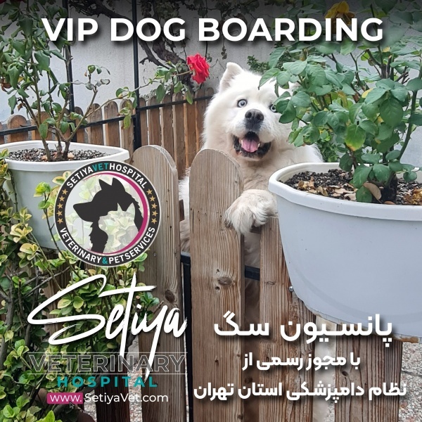 شیوا وحدتی