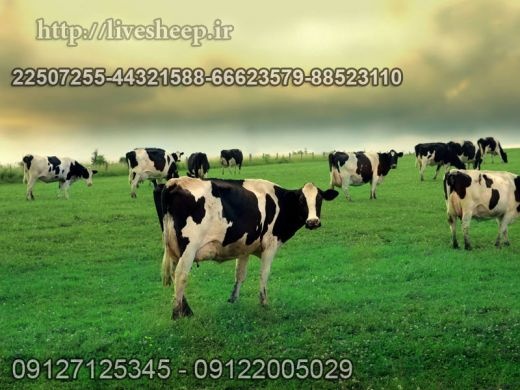 فروش دام زنده
