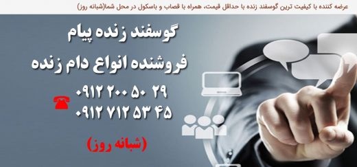 گوسفند زنده تهران