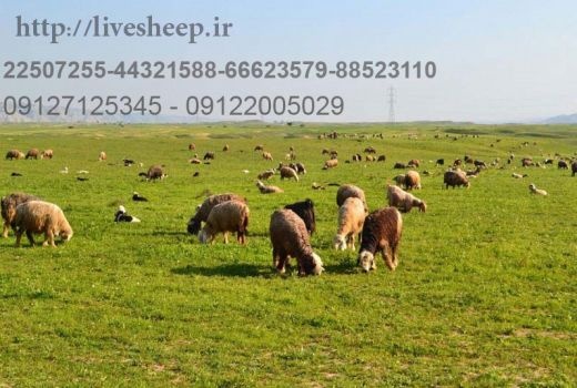 فروش گوسفند زنده