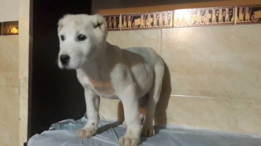 فروش توله الابای ترکمن اصیل