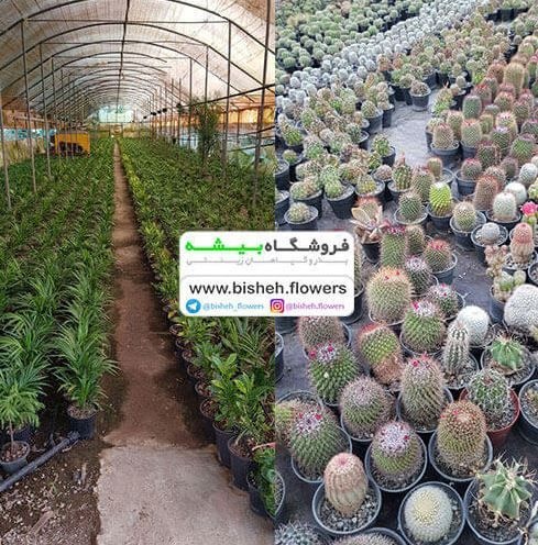 فروشگاه بیشه : فروش بذر وگیاهان زینتی