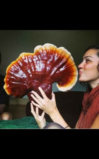 گانودرما و کرونا