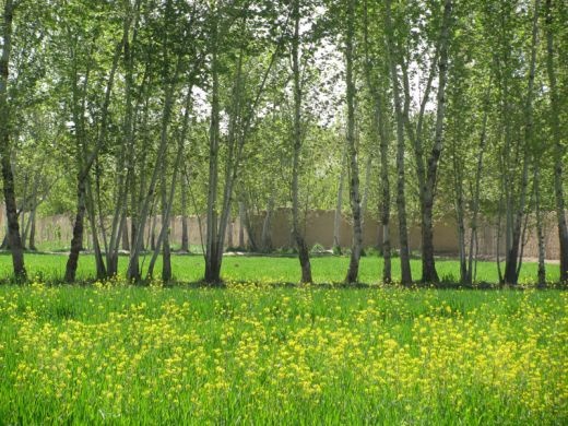 باغ چهاردیواری 2050 متری با درختان قدیمی در شهریار