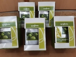 بذر هندوانه 8040